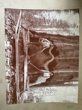Load image into Gallery viewer, Lot of 5 Rare Antique Logging Photos Sequoia National Forest 1890s