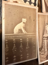 Load image into Gallery viewer, Lot of 6 Antique 1860s Dog CDV Photos