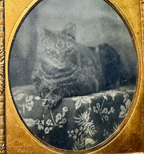 Load image into Gallery viewer, TABBY CAT ANTIQUE TINTYPE PHOTO 1850s CASE ORIGINAL 1800s RARE ANIMAL