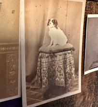 Load image into Gallery viewer, Lot of 6 Antique 1860s Dog CDV Photos