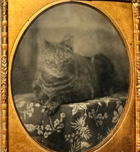 Load image into Gallery viewer, TABBY CAT ANTIQUE TINTYPE PHOTO 1850s CASE ORIGINAL 1800s RARE ANIMAL