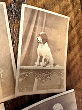 Load image into Gallery viewer, Lot of 6 Antique 1860s Dog CDV Photos