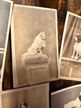 Load image into Gallery viewer, Lot of 6 Antique 1860s Dog CDV Photos