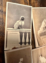 Load image into Gallery viewer, Lot of 6 Antique 1860s Dog CDV Photos