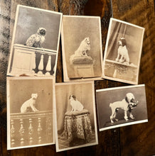 Load image into Gallery viewer, Lot of 6 Antique 1860s Dog CDV Photos