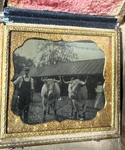 Load image into Gallery viewer, Antique Outdoor Tintype Photo of Man with Oxen or Bulls