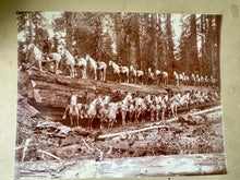 Load image into Gallery viewer, Lot of 5 Rare Antique Logging Photos Sequoia National Forest 1890s