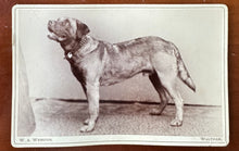 Load image into Gallery viewer, Great Antique Photo of a Big Dog 1890s Waltham Massachusetts