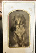 Load image into Gallery viewer, Original 1870s / 1880s Tintype Photo of Sitting Dog