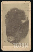 Load image into Gallery viewer, RARE CDV Taxidermy Head of Buffalo Shot by Grand Duke Alexis 1872 Photo Hunting