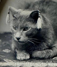 Load image into Gallery viewer, Incredible Antique CAT Tintype - Wearing Earrings?!?!?