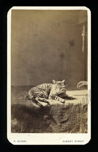 Load image into Gallery viewer, Unusual CDV Photo Tabby Cat with Reaching Hidden Mother Hand 1860s