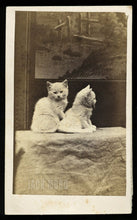 Load image into Gallery viewer, Series of TWO CDVs Same Cute Kittens Cats In Front Of A Painting Antique Photo