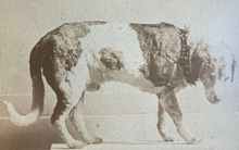 Load image into Gallery viewer, Rare CDV Taxidermy Hero Dog / Saint Bernard / Mastiff 1800s Photo