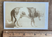 Load image into Gallery viewer, Rare CDV Taxidermy Hero Dog / Saint Bernard / Mastiff 1800s Photo