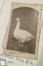Load image into Gallery viewer, A Goose that Lived to Be Nearly 100?!? Unusual Rare Animal CDV Photo Antique