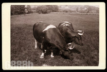 Load image into Gallery viewer, Jim Avery's GIANT OXEN Massachusetts Rare Photo 1800s Farm Livestock Bull
