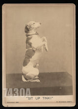 Load image into Gallery viewer, Sit Up Tink! Great Oversized 1891 Photo of Dog Doing a Trick