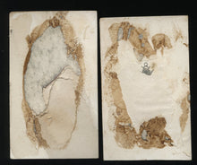 Load image into Gallery viewer, 1860s CDV Photo Set Cat & Dog Siblings Antique, 1800s