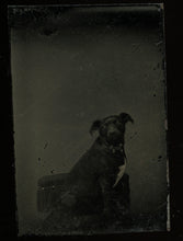 Load image into Gallery viewer, Miniature Gem Tintype Photo Cute Little Dog In Chair 1860s 1870s