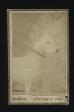 Load image into Gallery viewer, Rare 1880s Dog Show Advertisement - Miniature Format Photo White Pit Bull