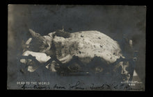 Load image into Gallery viewer, "Dead to the World" - Sleeping Cat 1905 Photo Postcard