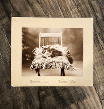 Load image into Gallery viewer, Antique Photo Gorgeous Cat Lounging on a Pillow & Chair Turner Maine 1900s ID'd?