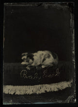 Load image into Gallery viewer, "Baby Earle" Nervous Kitten Moves Head During Exposure 1870s Tintype Cat Photo