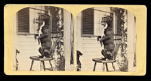 Load image into Gallery viewer, Antique 1870s Stereoview Photo // Dog Doing a Trick