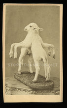 Load image into Gallery viewer, Rare CDV of Freak / Conjoined LAMB - Taxidermy, Sideshow, Barnum Int