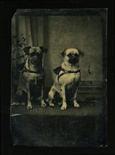 Load image into Gallery viewer, Antique Tintype Photo Two Cute PUG Dogs in Victorian Folk Art Bead Frame Rare
