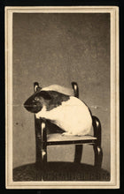 Load image into Gallery viewer, Extremely Cute & Very Rare 1860s CDV Photo - Guinea Pig in Tiny Chair!