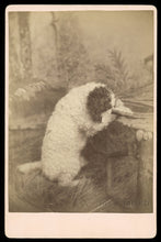 Load image into Gallery viewer, Unusual 1800s Photo Pet Trick Circus Poodle Dog Praying on Chair / Pennsylvania