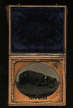 Load image into Gallery viewer, Sleeping Dog on Table! Antique Tintype Photo Fall River MA Photographer Dunshee