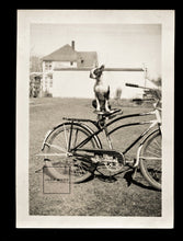 Load image into Gallery viewer, TWO vintage snapshot photos BOSTON TERRIER Dogs - Amazing Shots!