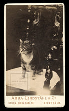 Load image into Gallery viewer, Antique / Victorian Era Photo - Tabby Cat from Stockholm Sweden! Pioneering Lady Photographer