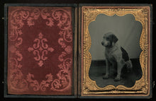 Load image into Gallery viewer, 1/4 Plate Ambrotype Photo of a Spotted Dog - Antique Image, Late 1850s!