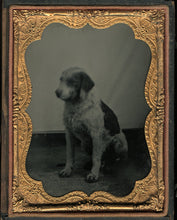 Load image into Gallery viewer, 1/4 Plate Ambrotype Photo of a Spotted Dog - Antique Image, Late 1850s!