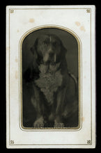 Load image into Gallery viewer, Original 1870s / 1880s Tintype Photo of Sitting Dog