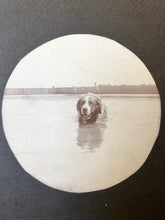Load image into Gallery viewer, 2 Antique Photos Cute Saint Bernard Dog Swimming Approaches Camera Round, Kodak?