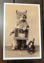 Load image into Gallery viewer, Organ Grinder Cat