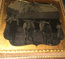 Load image into Gallery viewer, Antique Outdoor Tintype Photo of Man with Oxen or Bulls