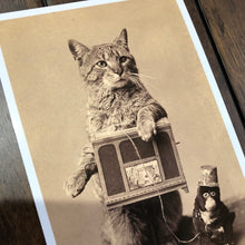 Load image into Gallery viewer, Organ Grinder Cat