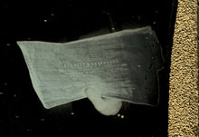 Load image into Gallery viewer, 1850s Daguerreotype Pretty Woman Tinted Red Cuffs Holding Newspaper Glen Falls