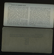 Load image into Gallery viewer, 2 Antique 1800s Photos Bats & Full Moon Halloween Delight! Witch / Creepy Int