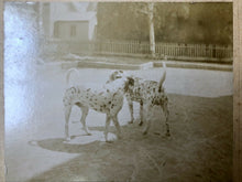 Load image into Gallery viewer, Old Antique Photo Lot People & their Pet Dogs Jack Russell Dalmatians Puppy Etc