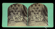 Load image into Gallery viewer, Antique 1860s Stereoview Photo of a Cat Sleeping in a Chair
