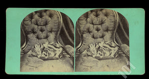 Antique 1860s Stereoview Photo of a Cat Sleeping in a Chair