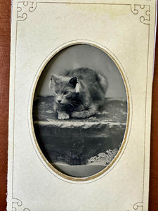 Incredible Antique CAT Tintype - Wearing Earrings?!?!?