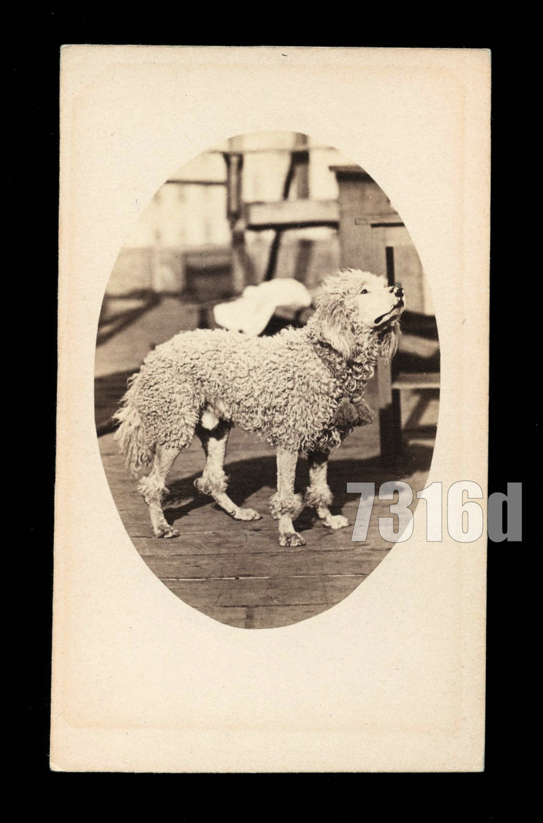Excellent 1860s CDV of a Poodle Dog Antique Photograph 1800s The